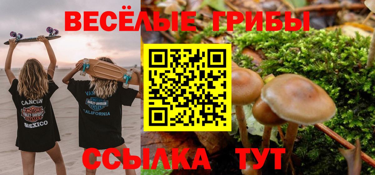 Галлюциногенные грибы Psilocybe Георгиевск